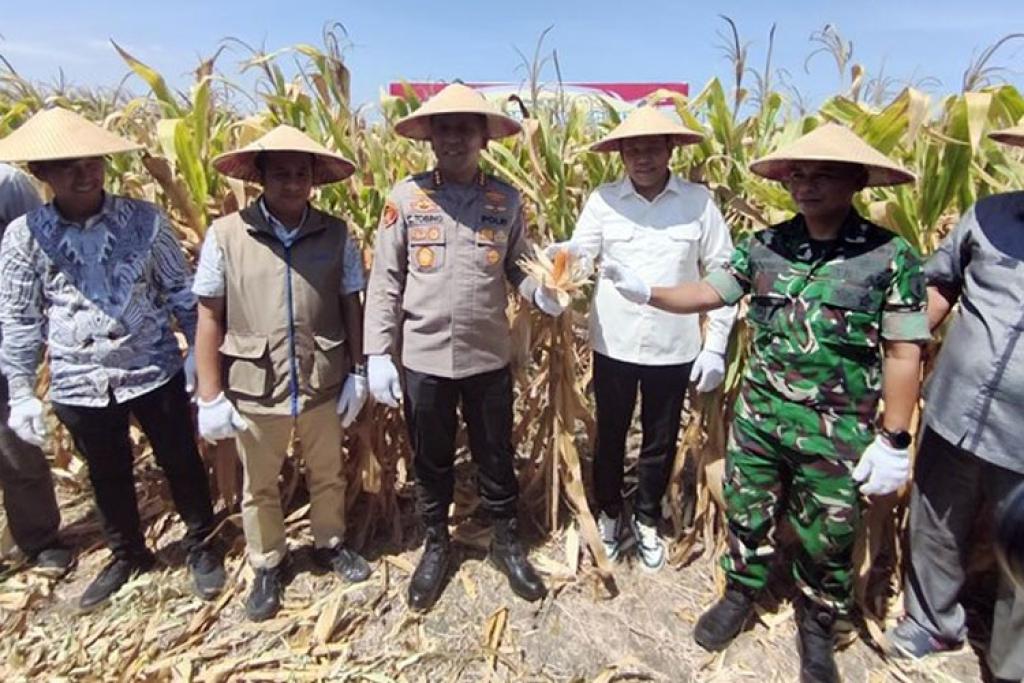 Sidoarjo Panen Raya Jagung: Wujudkan Ketahanan Pangan Nasional