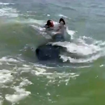 Belasan Hiu Tutul Muncul di Muara Sungai Porong, Bikin Warga Sidoarjo Terpukau