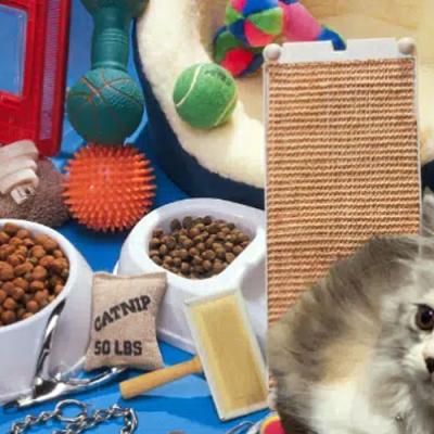 Rekomendasi Pet Shop di Sidoarjo untuk Lengkapi Kebutuhan Hewan Peliharaan