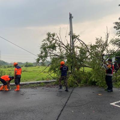 Polsek Tulangan dan BPBD Evakuasi Pohon Tumbang Akibat Angin Kencang