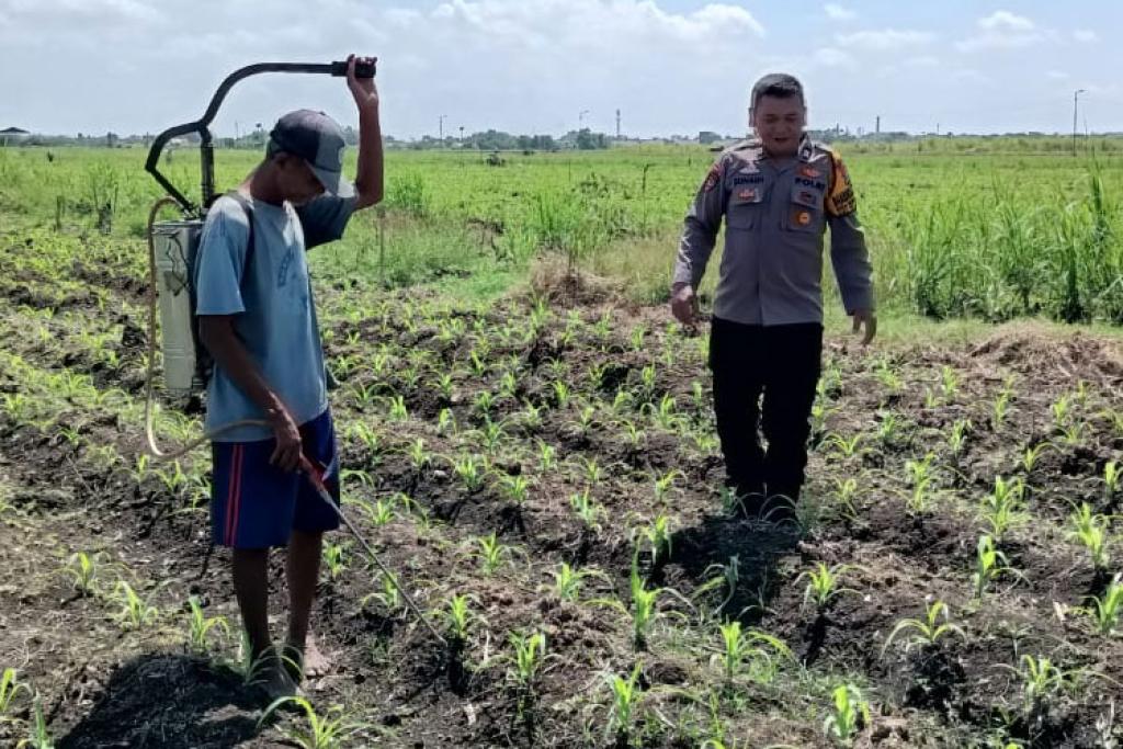 Polsek Tarik Patroli Lahan Jagung Perkuat Ketahanan Pangan Nasional