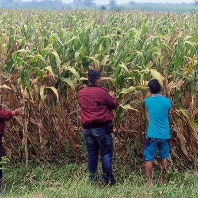 Polsek Balongbendo Dukung Asta Cita Prabowo Lewat Pendampingan Jagung